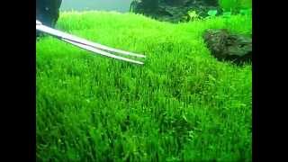 UTRICULARIA GRAMINIFOLIA TRIMMING