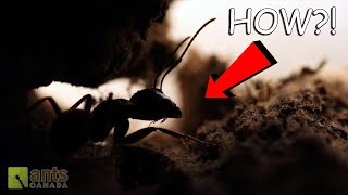 Teleporting Carpenter Ants
