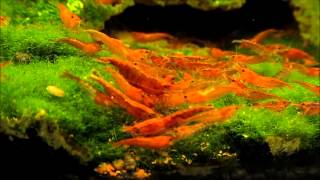 Neocaridina Davidi var. Red Cherry Breeding