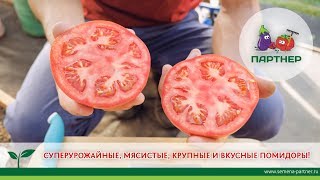 СУПЕРУРОЖАЙНЫЕ, МЯСИСТЫЕ, КРУПНЫЕ И ВКУСНЫЕ ПОМИДОРЫ!