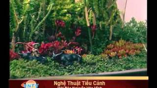 Nghệ Thuật Tiểu Cảnh, Mini Bonsai VietNam, nghệ thuật non bộ, cây cảnh với Ông Nguyễn Văn Vĩnh