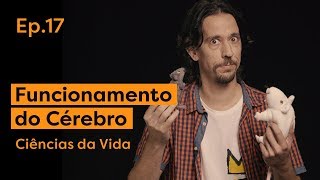 O que acontece no dia a dia dos ratos? | Episódio 17 (Nível I)