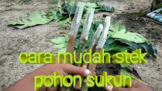 Cara mudah stek pohon sukun agar cepat tumbuh tunas