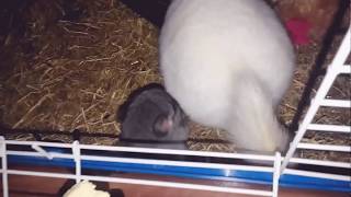 새끼 친칠라(baby chinchilla)