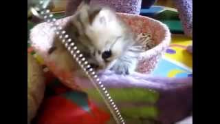 ★●♥● ТОП Самых смешных и лучших кошек, котят на youtube!!! ●♥●★