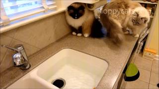 Ragdoll Cats vs. Zuru Robo Fish - Robo Fish Toy - Robofish - ねこ - ラグドール - Floppycats
