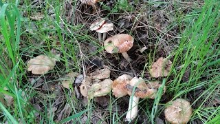 Энтолома садовая (Entoloma clypeatum)