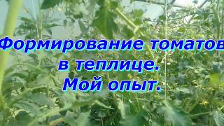 Формирование томатов в теплице /  Мой опыт