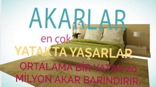 Akar (mite) Alerjisi Nedir? ( Akarlardan Korunmak )