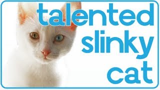 Talented Slinky Cat! - Cute Alert