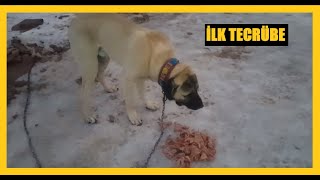 KÖPEKLERİME İLK KEZ ÇİĞ TAVUK VERDİM. #kangal #malaklı