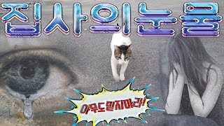 길고양이 새끼 키우기 길고양이 길들이기 길고양이 키우기 길고양이 밥주기 길냥이 길들이기 고양이 배신 집사의 눈물