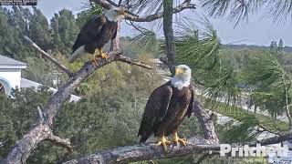 Southwest Florida Eagle Cam