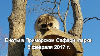 Еноты в Приморском Сафари-парке 6 февраля 2017 г.