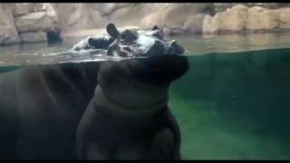 Opening Walk Through - Cincinnati Zoo