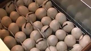 Инкубатор Блиц 72