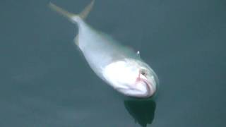 ブリ仔魚（ハマチ）が釣れた田辺市文里（もり）湾。久しぶりに青物魚が釣れました。8/13（火）
