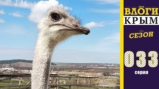Страусиная ферма. Спонтанная поездка в Симферополь