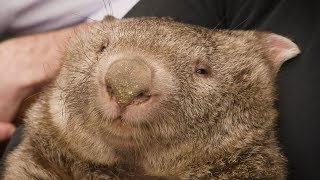 Destination WA - Caversham Wildlife Park   The Perfect Place to Educate People on Wildlife