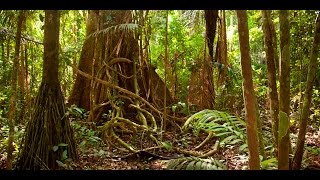 Amazon jungle documentary national geographic
