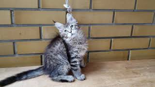 Самый Красивый Котенок Мейн кун ?Cute kitten main coon Cats Милота