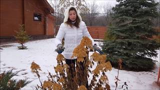 Обрезка метельчатых гортензий на зиму.