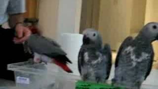 Graupapageien-Aufzucht (Kiki & Co.)
