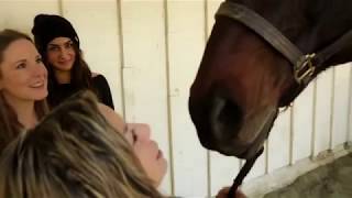 Candi confirms a suicide and solves a carjacking case with the help of the animals