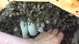 Ловушки Рои Развитие роев в Колодах