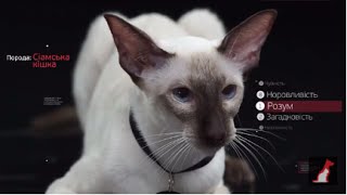 Сиамская кошка ➠ Узнайте все о породе котов