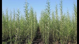 Технологія вирощування енергетичної верби шведських та польських сортів