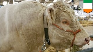 Gay animals? Breeding bull spends more time chasing males tails than just tail