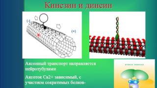 Лекция для студентов. Нервная ткань. 2. Строение нейрона - отростки. Аксоток
