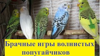 Брачные игры волнистых попугаев