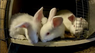 Сено для Кроликов. Давать сено или нет???