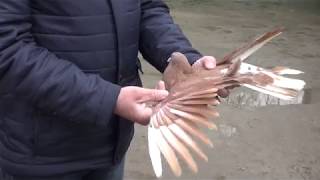 Николаевские голуби.Pigeon. Новые друзья 2 ч.