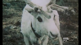 "Белый олень тундры" художественный фильм