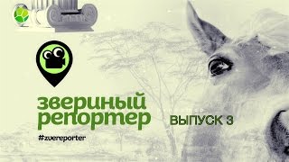 Звериный Репортер. Выпуск 3