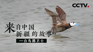 《来自中国新疆的故事》白鸟湖卫士 | CCTV纪录