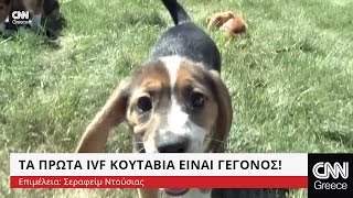 Τα πρώτα κουτάβια που γεννήθηκαν με εξωσωματική γονιμοποίηση