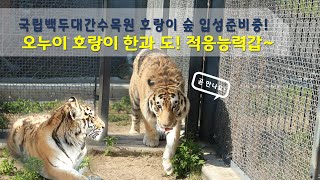 국립백두대간수목원 백두산호랑이 오누이 이사오다!