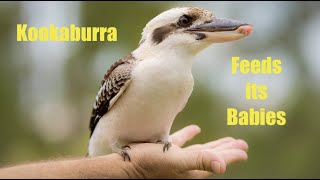 Kookaburra feeds the babies