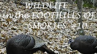 Smoky Mountains Wildlife video clips.#10 From the foothills