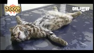 공장에서 발견된 아기 삵의 뱃속에 들어있던 충격적인 물질.. ㅣ Wild Cat Had Something Shocking Inside The Stomach..
