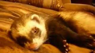 Richie, the polecat /Риччи, просыпайся!