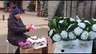 Вот почему нельзя покупать и дарить первоцветы