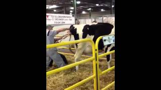 Western Fair calf birth