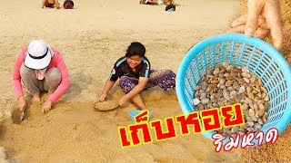 พบชาวบ้านพากันเก็บหอยริมหาดไปทำกินกันฟรีๆเมืองไทยก็มีหอยให้เก็บเด้อ