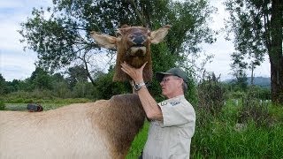 Wildlife Decoys Helps Catch Poachers