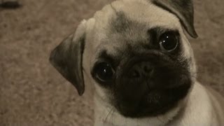 Pug Puppy ATTACK and Cuteness. Our Baby Pug.